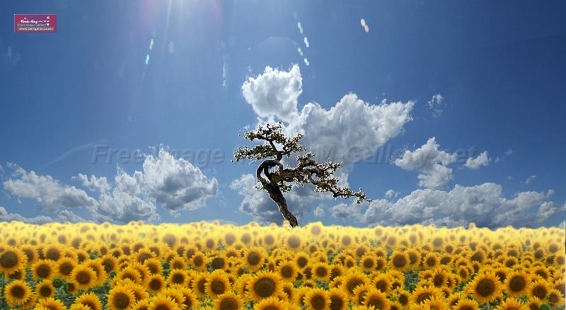 sunflowers-sky2-composed copy.jpg